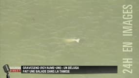 Un beluga aperçu dans la Tamise