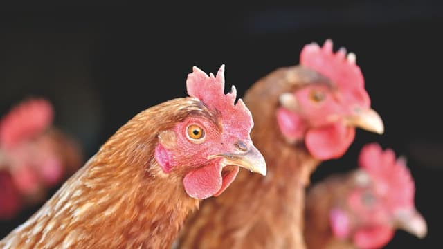 Un projet d’élevage intensif de 117600 poulets a été autorisé dans le Nord, contre l’avis des riverains et des autorités locales. Et vous, pour ou contre ce type d’élevage?