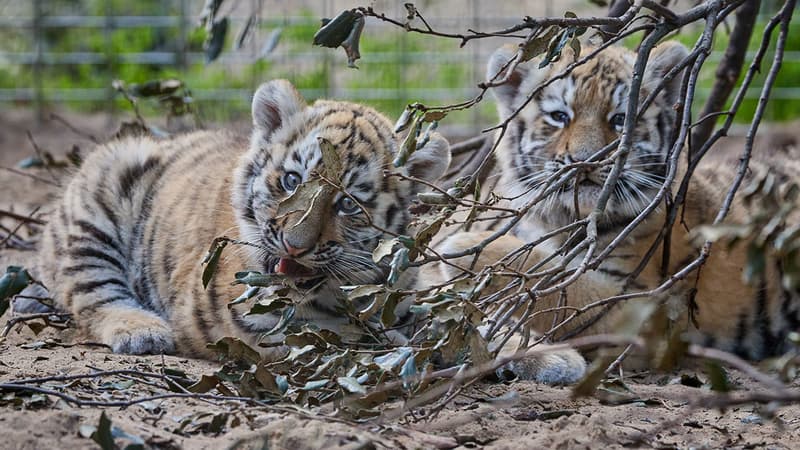 "Une étape importante": deux bébés tigres de l'Amour sont nés au zoo de La Palmyre