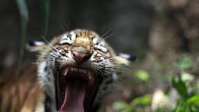 Menacé d'extinction il y a quelques années, le tigre du Bengale a vu sa population augmenter de 63,6% en cinq ans au Népal grâce à une politique volontariste menée par le gouvernement. /Photo prise le 23 mai 2013/REUTERS/Ulises Rodriguez