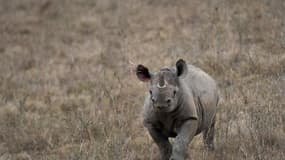 Un rhinocéros blessé au Kenya, en août 2017. Image d'illustration.