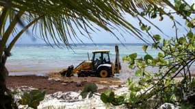 Une tractopelle enlève des sargasses de la plage de Capesterre de Marie-Galante, le 18 avril 2023 en Guadeloupe
