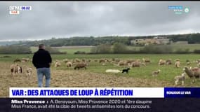 Var: des attaques de loup à répétition