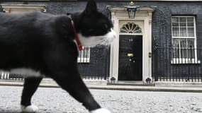 Palmerston, le chat du ministère des Affaires étrangères britannique, le 9 juin 2017. (Photo d'illustration)