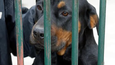 L'enfant a été blessé au visage par un Rottweiler appartenant à son oncle (PHOTO D'ILLUSTRATION)