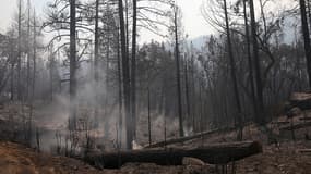 Le parc de Yosemite avait été touché par un immense incendie en 2013, qui s'était étendu sur plus de 100.000 hectares.