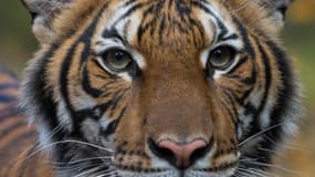 Nadia, le tigre du zoo du Bronx contaminé au coronavirus.