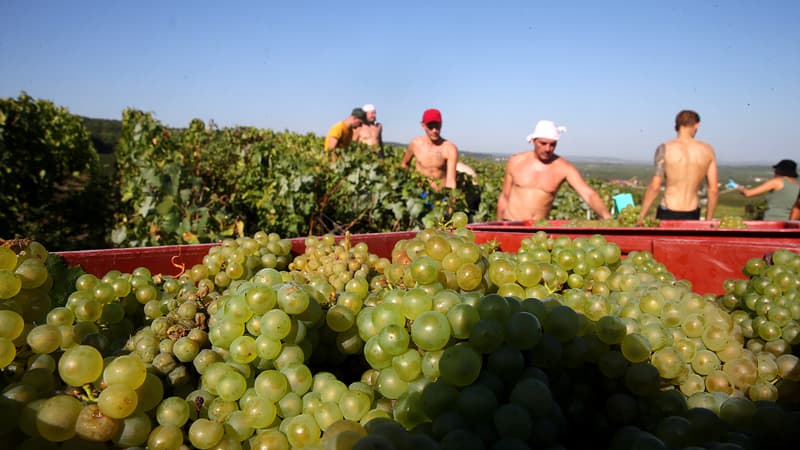 "La pénibilité dans l'agriculture a toujours existé mais on est dans un autre niveau": évanouissements, nausées, brûlures chimiques... Comment le dérèglement climatique rend le travail agricole invivable