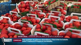 Canicule à Bordeaux: la chaleur bouscule les producteurs sur les marchés 