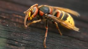 Un frelon sur une planche de bois