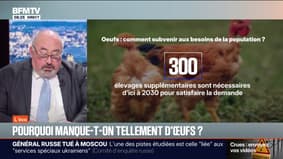 ÉDITO - "Aucun produit n'est aussi difficile à trouver": pourquoi manque-t-on d'œufs dans les rayons? 