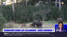 Marseille: quels risques représentent la présence de sangliers dans les calanques? 