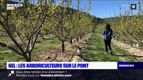 Alpes-de-Haute-Provence : des "bougies" pour protéger les vergers du gel
