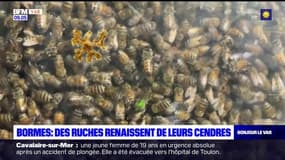 Bormes-les-Mimosas: les ruches renaissent après un terrible incendie