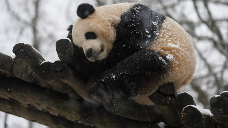 Un panda sous la neige au parc Pairi Daiza, en Belgique, le 17 janvier 2024