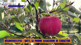 Découverte d'ici : Natti, la pomme alsacienne de caractère