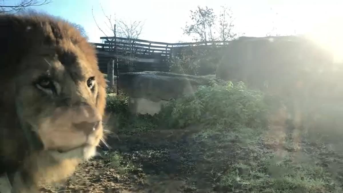 placeholder video