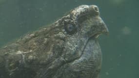 La tortue alligator est la plus grande tortue aquatique d'eau douce d'Amérique du Nord