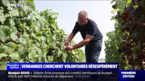 Les vignerons à la recherche de volontaires pour les vendanges