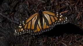 Un papillon monarque migrateur, au refuge de Rosario, à Ocampo, au Mexique, le 11 février 2022