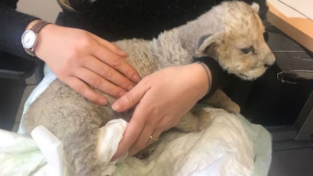 Le lionceau retrouvé dans un garage à Marseille