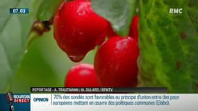 Vaucluse: les productions de fruits impactés par les orages