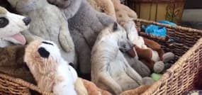 Un suricate s’endort au milieu de peluches : 