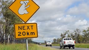 30 millions d'euros vont être destinés à sauver la population déclinante de koalas. 