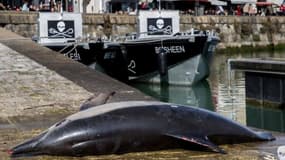 Un cadavre de dauphin exposé pour alerter sur les pratiques de la pêche en France 