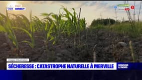 Sécheresse: l'état de catastrophe naturelle reconnu à Merville