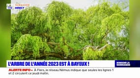 Calvados: un hêtre pleureur de Bayeux remporte le prix du public au concours de l'arbre de l'année 2023