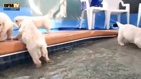 Le premier bain de 8 chiots dans une piscine