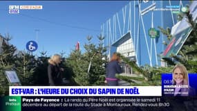 Est-Var: l'heure est au choix du sapin de Noël