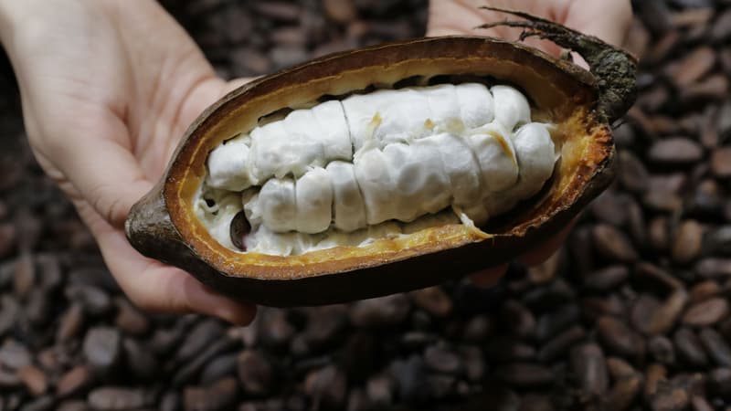 Une fève de cacao.