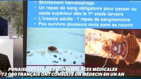 Punaises de lit: plus de 70 000 consultent un médecin chaque année, un véritable fléau.