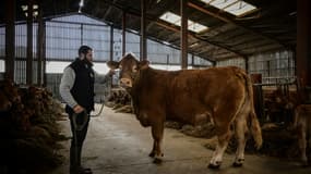 L'éleveur Alexandre Humeau et sa vache Limousine Oupette, égérie du prochain Salon de l'agriculture, dans sa ferme à Dienne, le 29 janvier 2025 dans la Vienne