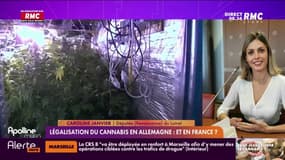Légalisation du cannabis en Allemagne : et en France ? 