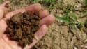Le compost humain bientôt légalisé aux Etats-Unis ?