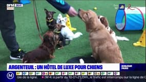Val-d'Oise: un hôtel de luxe pour chiens à Argenteuil 