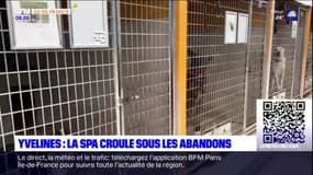 Yvelines: en pleine période estivale, la SPA croule sous les abandons