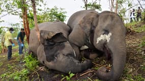 Une équipe de vétérinaires examine les cadavres d'éléphants sauvages, soupçonnés d'avoir été tués par la foudre, sur une colline du district de Nagaon, dans l'État d'Assam, le 14 mai 2021. Au moins 18 éléphants ont été retrouvés morts.