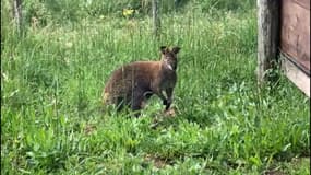 Le wallaby Jumpy, en août 2024.