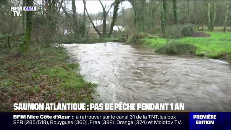 La pêche de saumon atlantique et de truite de mer interdite en Bretagne pour toute l'année 2025