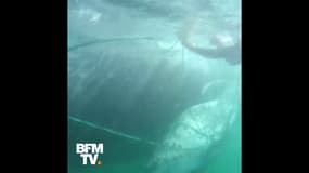  Une baleine à bosse sauvée d'un filet de pêche au Pérou 
