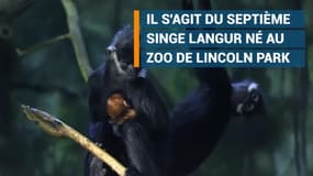 Le zoo de Chicago accueille cet adorable bébé singe Langur