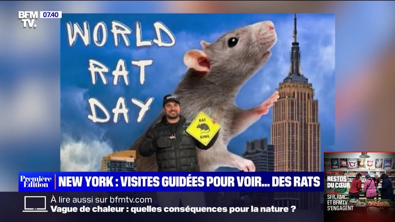 A Shocking and Disturbing Sight: The Rat Tour in New York City