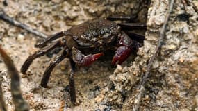 Un crabe dans la mangrove de Pasir Ris, à Singapour, le 5 décembre 2022. (illustration)
