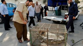 A l'extérieur d'un commissariat du nord de la bande de Gaza. "Rock", un crocodile de près de deux mètres de long qui avait faussé compagnie il y a 18 mois à un zoo de la bande de Gaza, a été capturé sain et sauf. /Photo prise le 6 novembre 2012/REUTERS/Ah