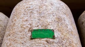 Une "fourme de Cantal fermier" (un type de fromage français) avec son étiquette d'identification est photographiée dans une coopérative laitière qui produit du fromage à base de lait de bufflonne, à Mauriac, dans le centre de la France, le 29 août 2018. Pour diversifier leur production, un groupe de 52 éleveurs du Massif central a fait le pari d'élever 560 buffles, dont le lait est l'un des plus chers du marché.
