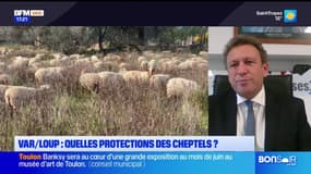 Attaques de loup dans le Var: quelles protections prévues pour les cheptels?